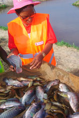 Tri de poisson BPH Agricole Congo